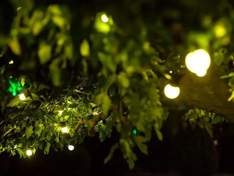 Fairy lights in a garden at night
